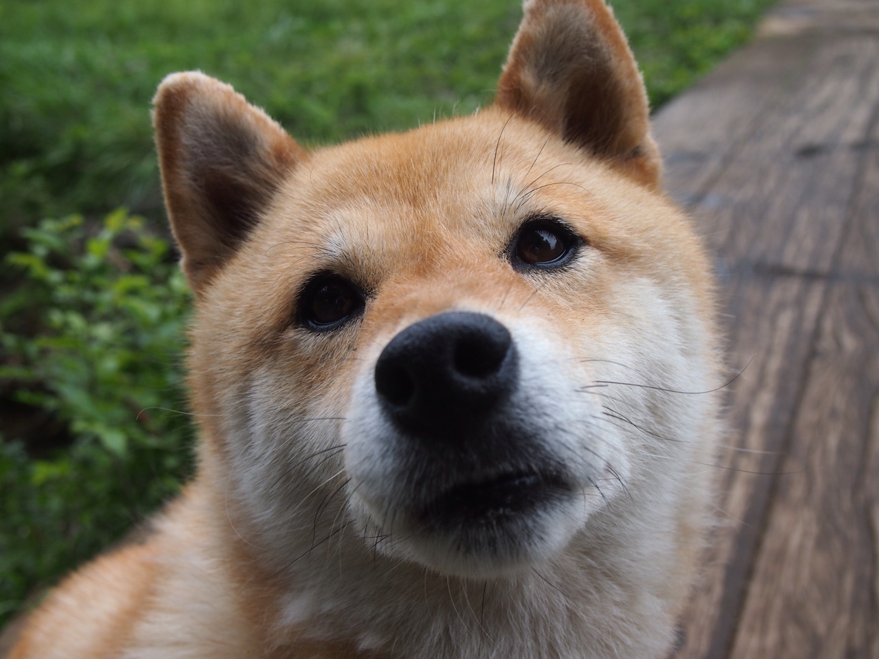 德国队2024年表现：技术与团队默契完美结合，德国队2022